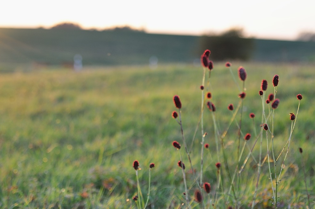 DSC 8718 Blümchen