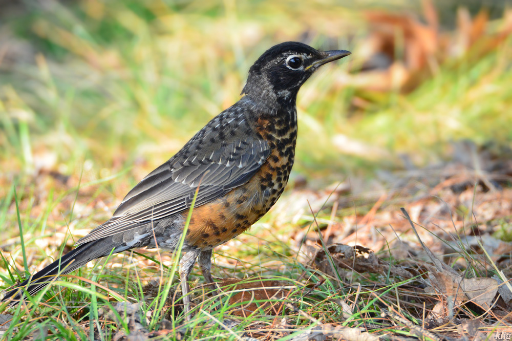 DSC 8726 Vogel