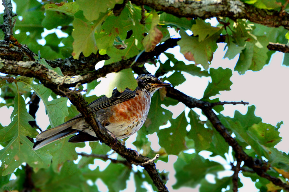DSC 8727 Drossel