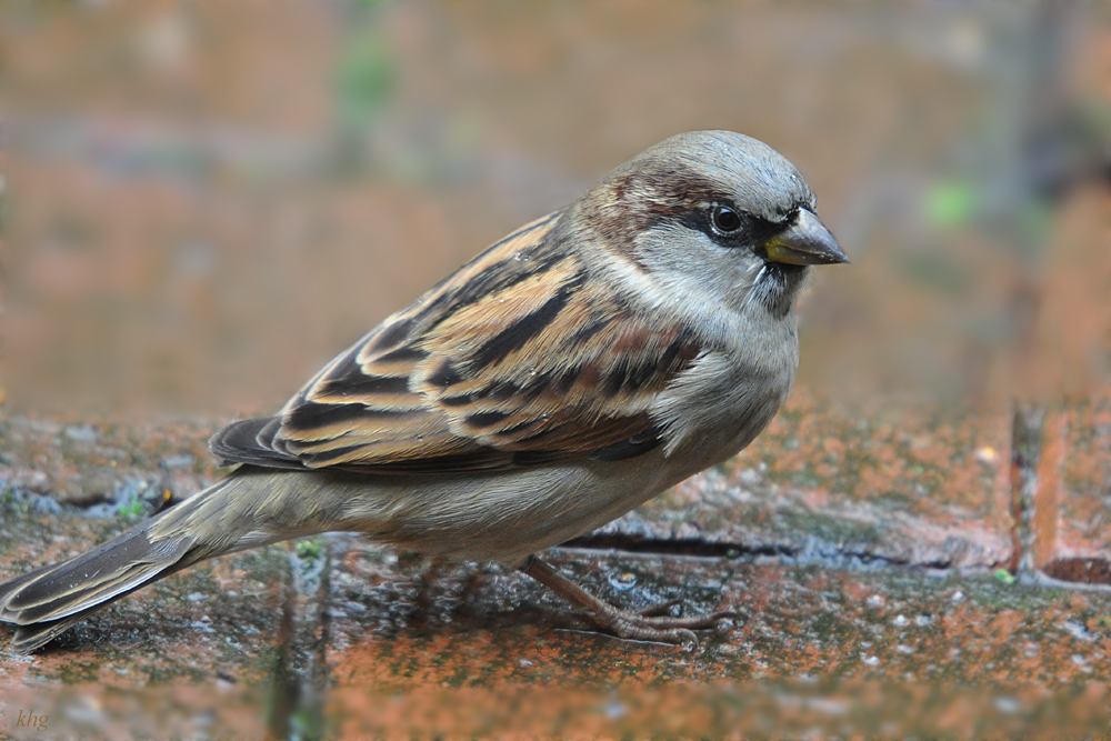 DSC 8728 1000
