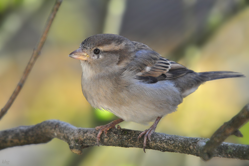 DSC 8789 khg