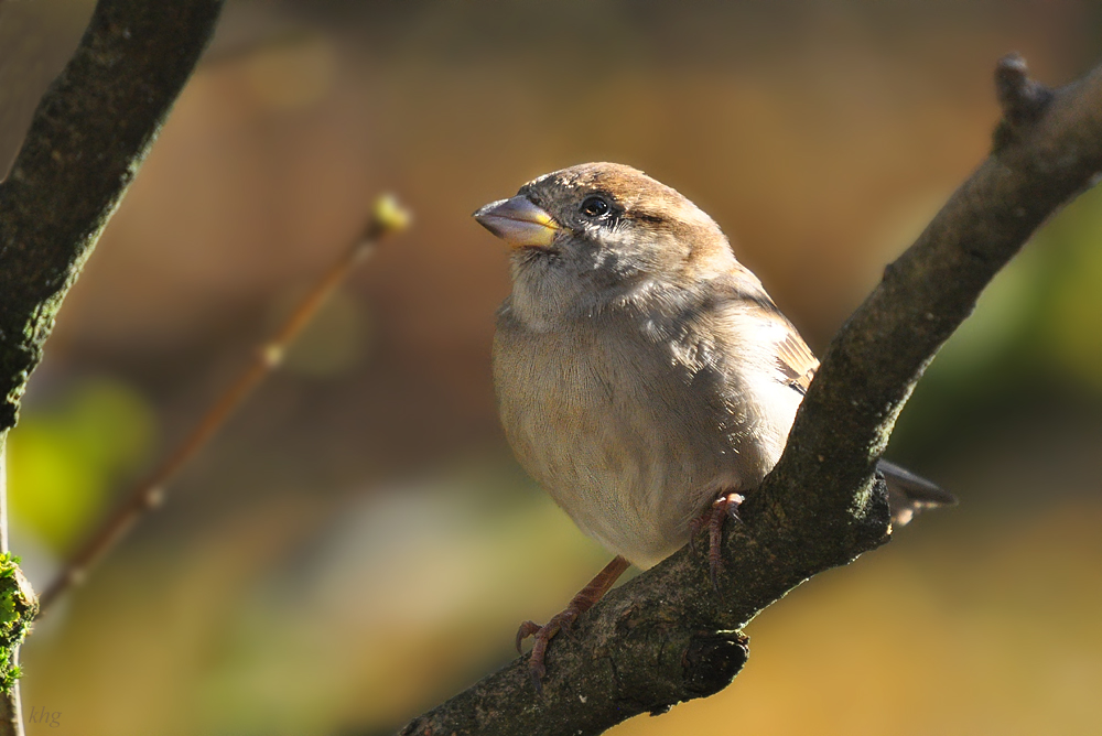 DSC 8798 khg