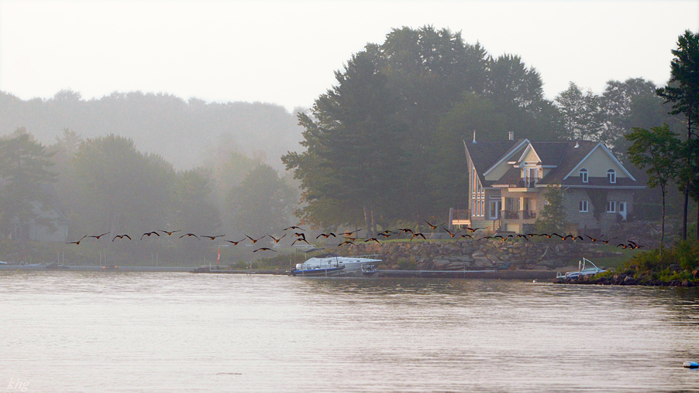 DSC 8802  40 Gänse