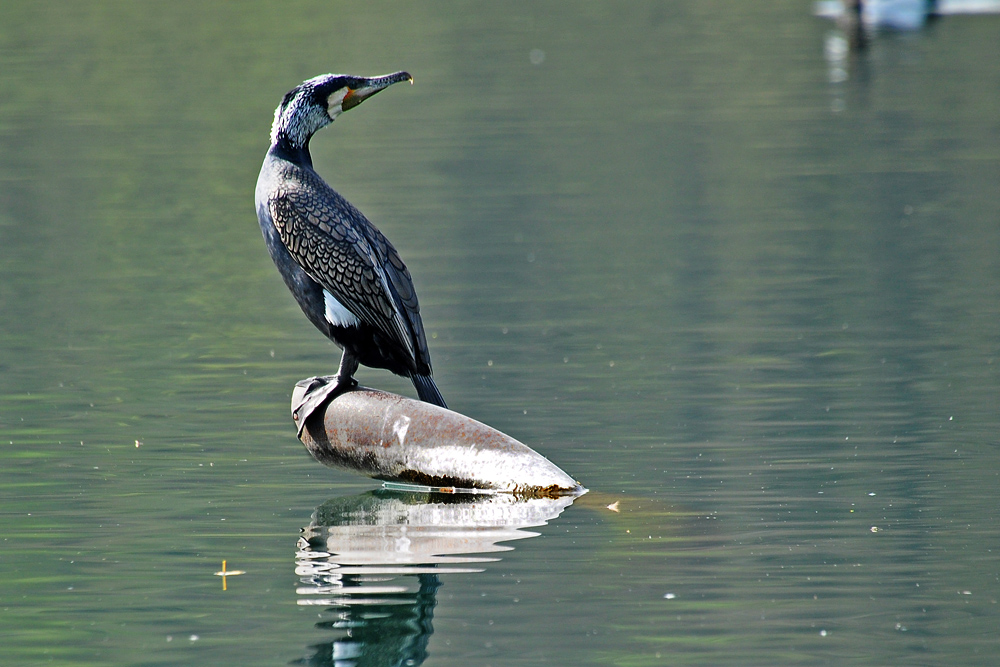 DSC 8812 Kormoran Grötzingen 1000