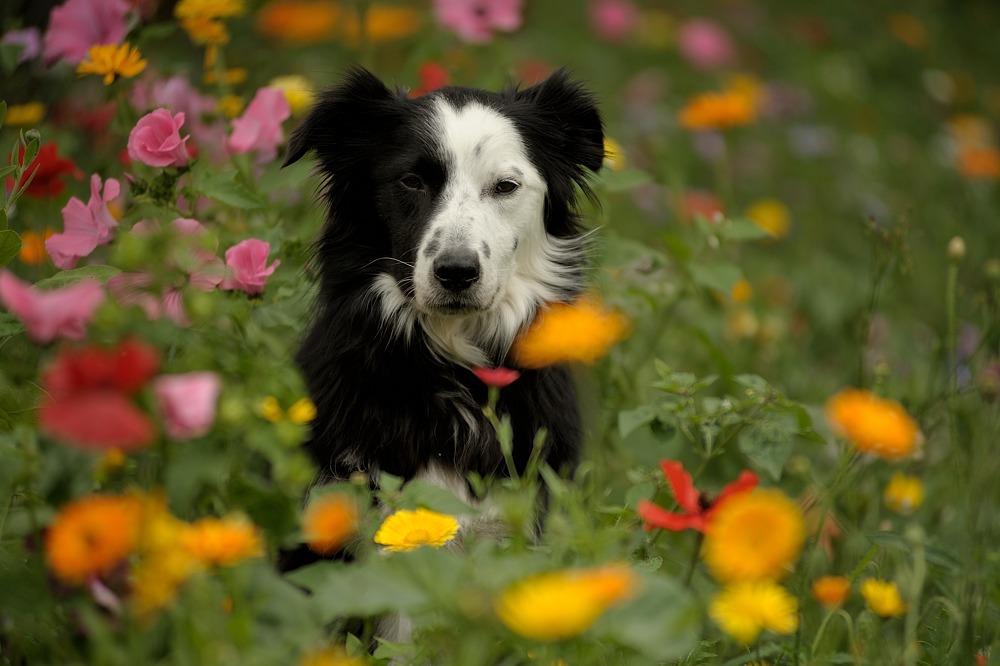 DSC 8842b
