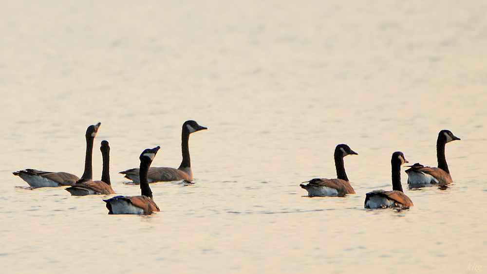 DSC 8875 Gänse