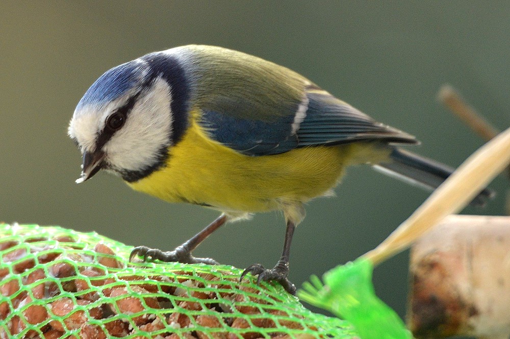 DSC 8884