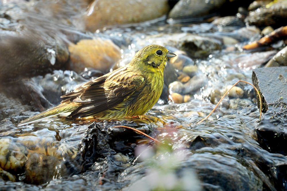 DSC 8932 Goldammer badet 1000