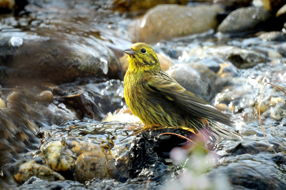 DSC 8953 Goldammer badet 1000