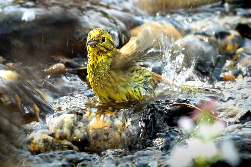 DSC 8958 Goldammer badet 1000