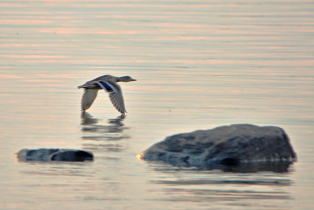 DSC 9006 Ente