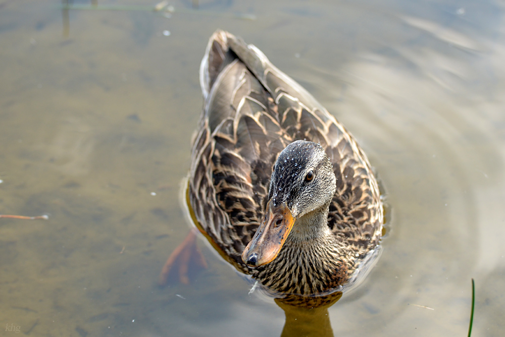 DSC 9076 khg