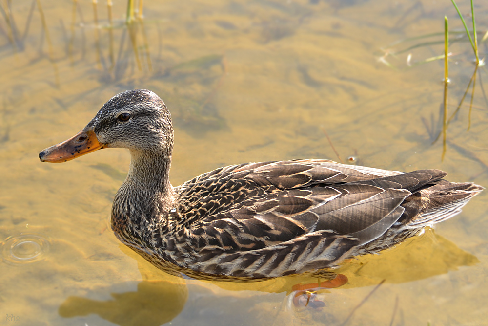 DSC 9077 khg