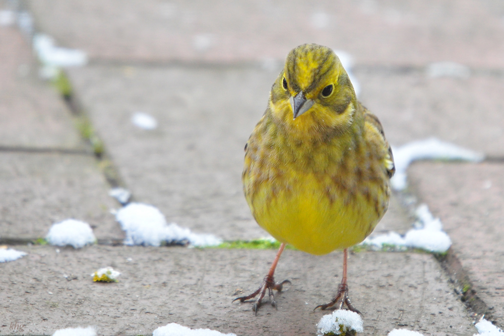 DSC 9085 khg