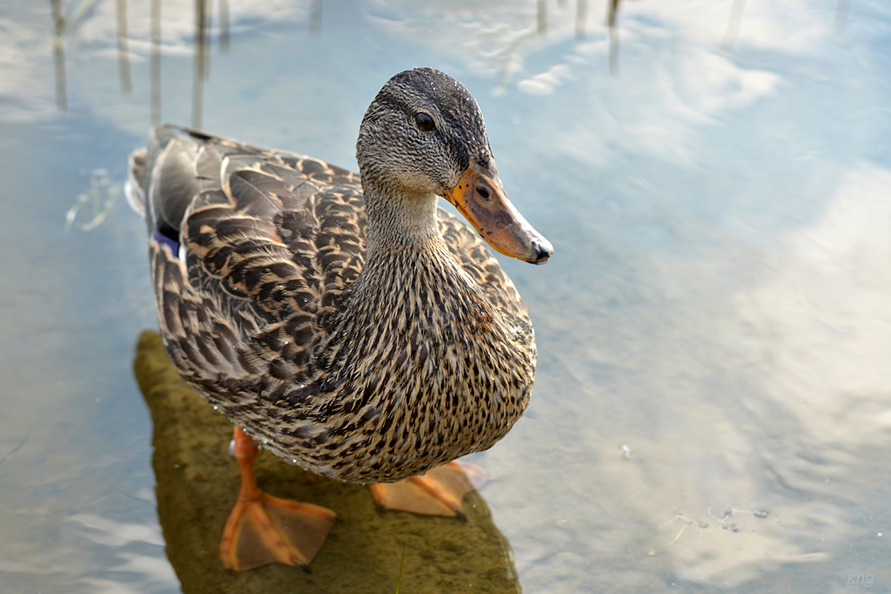 DSC 9086 khg