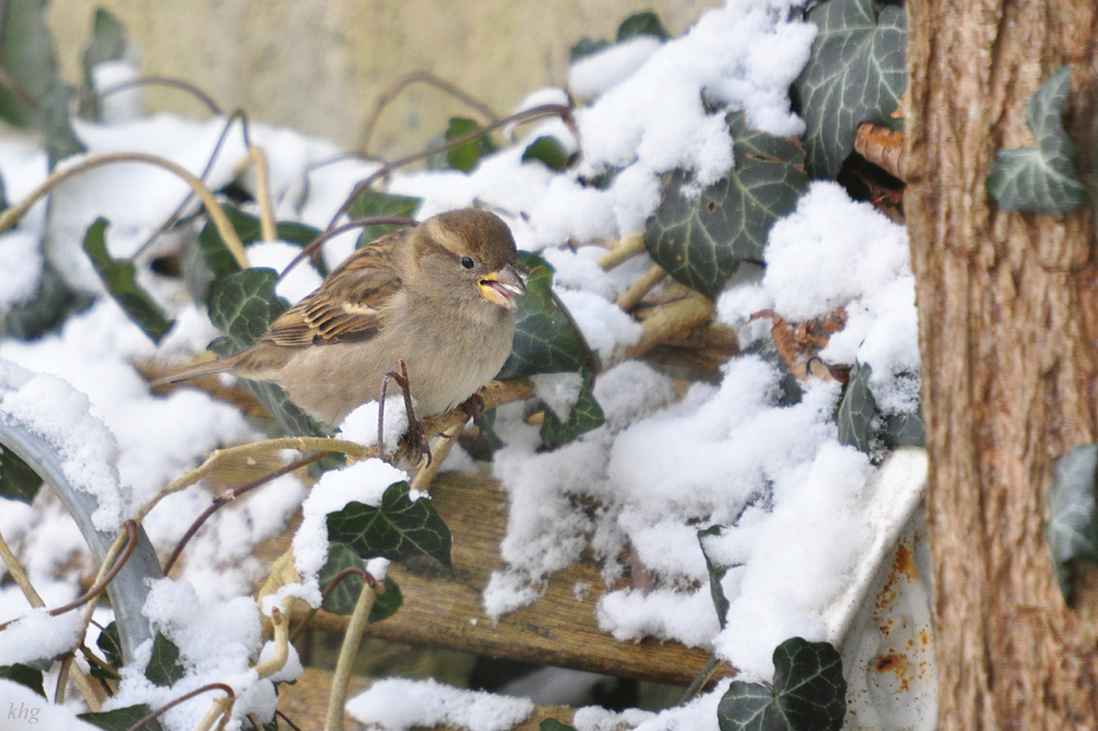 DSC 9092 khg