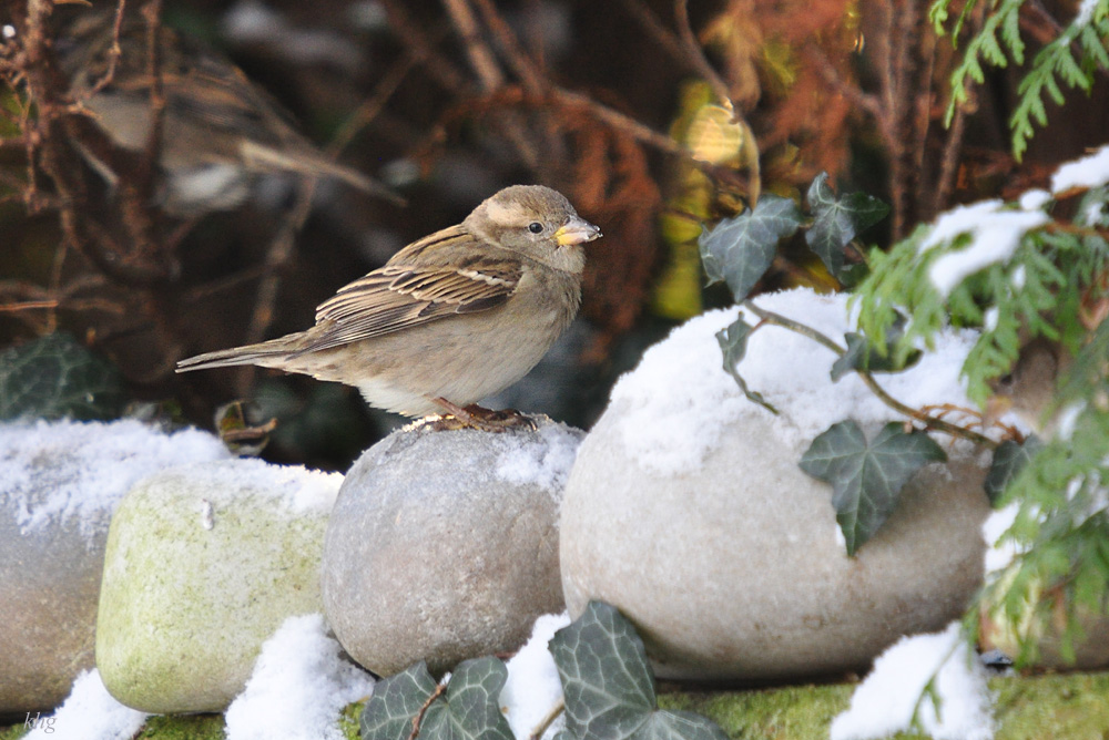 DSC 9103 khg