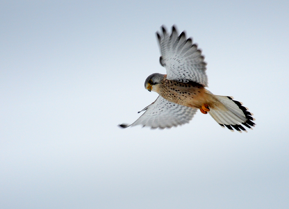 DSC 9109 Turmfalke 1000