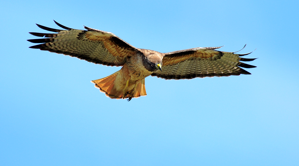 DSC 9131 Red Tailed Hawk 1000