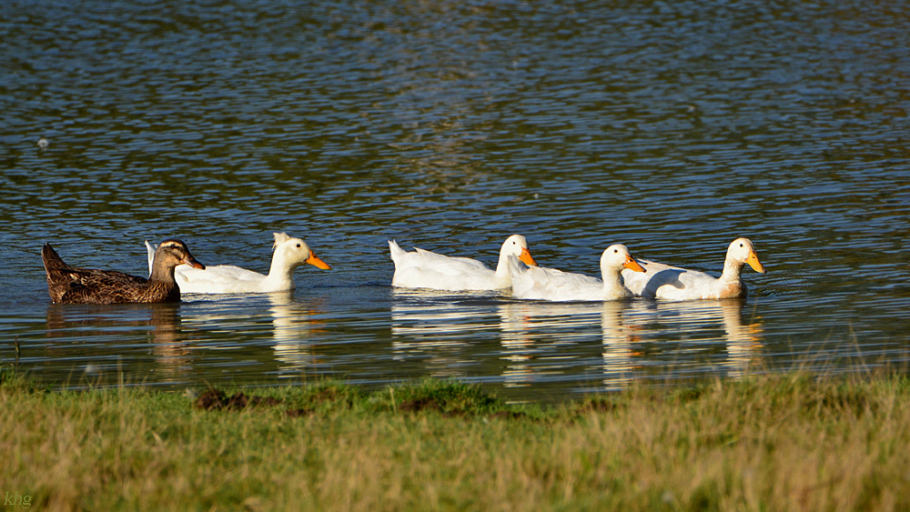 DSC 9135 Enten
