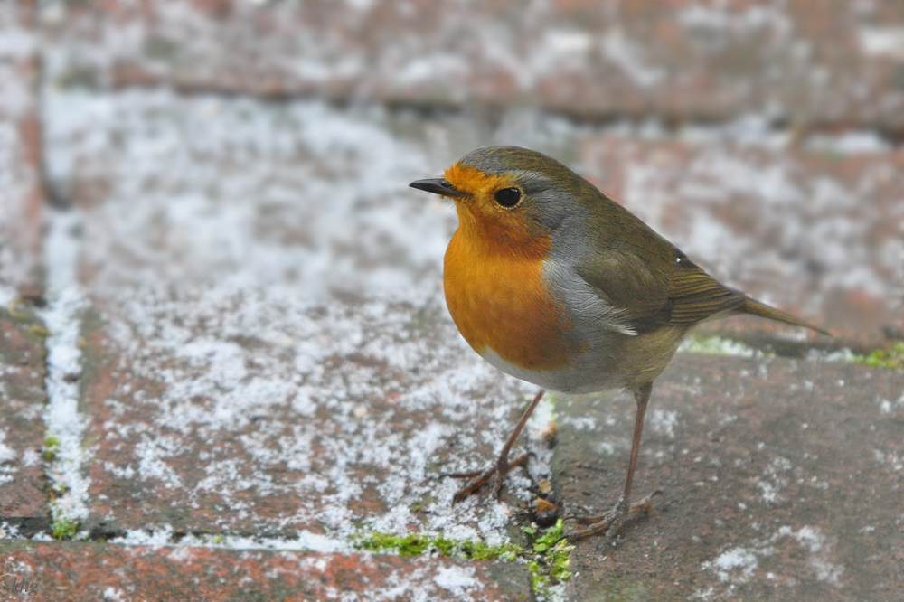 DSC 9160 khg