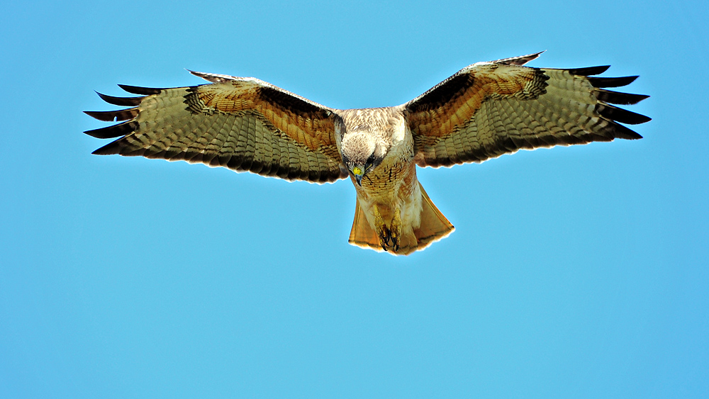 DSC 9161 Reg Tailed Hawk 1000