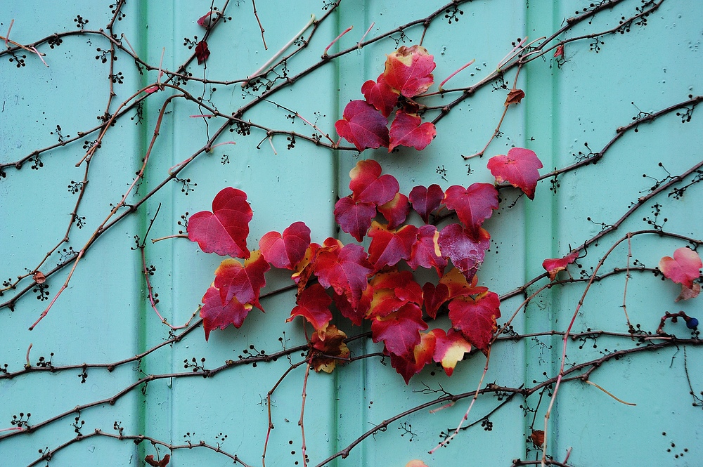dsc 9182herbst