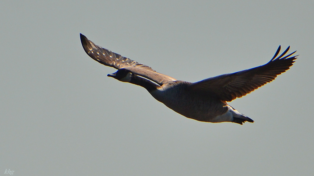 DSC 9183 Gans