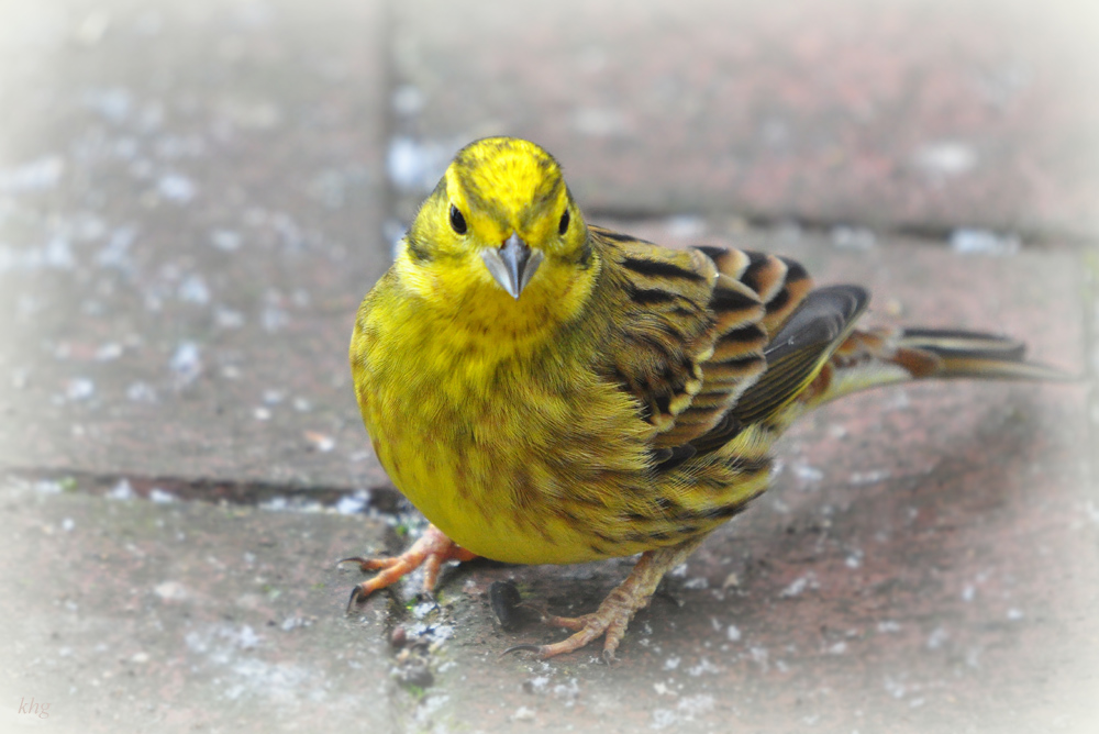 DSC 9195a_khg