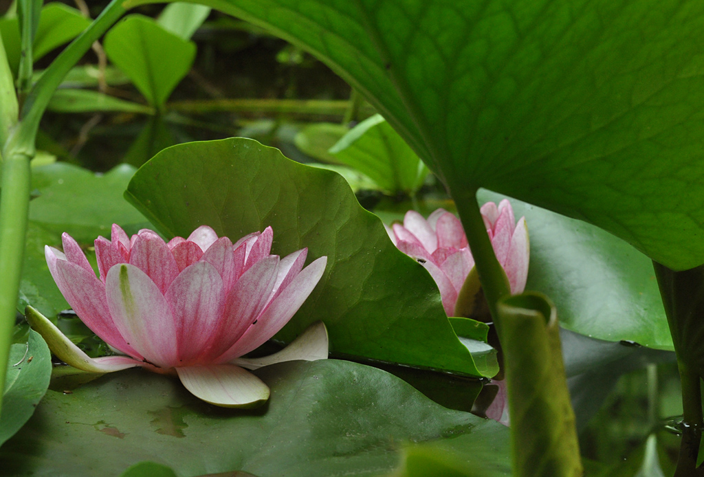 DSC 9229