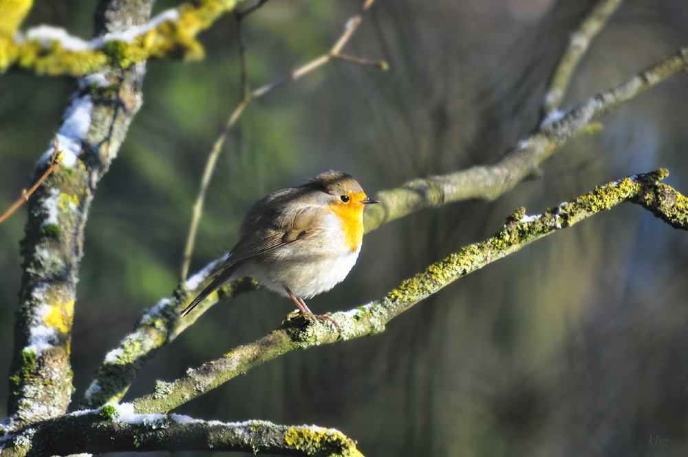 DSC 9231 khg