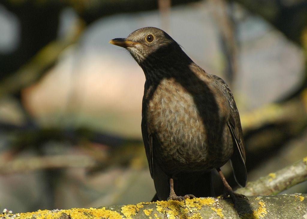 DSC 9248 Amsel 1024 oK 10