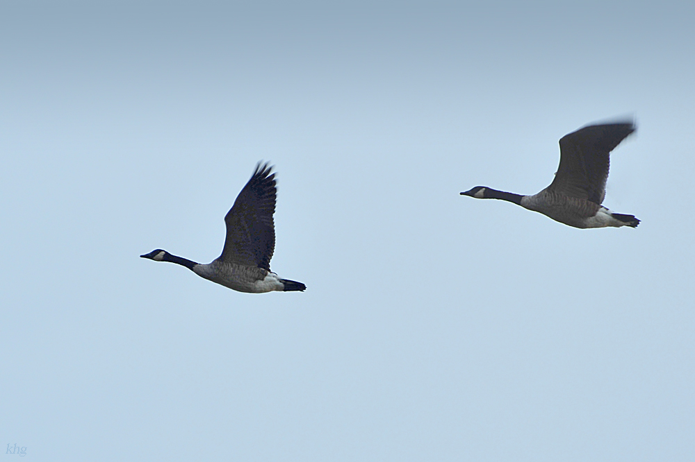DSC 9248 khg