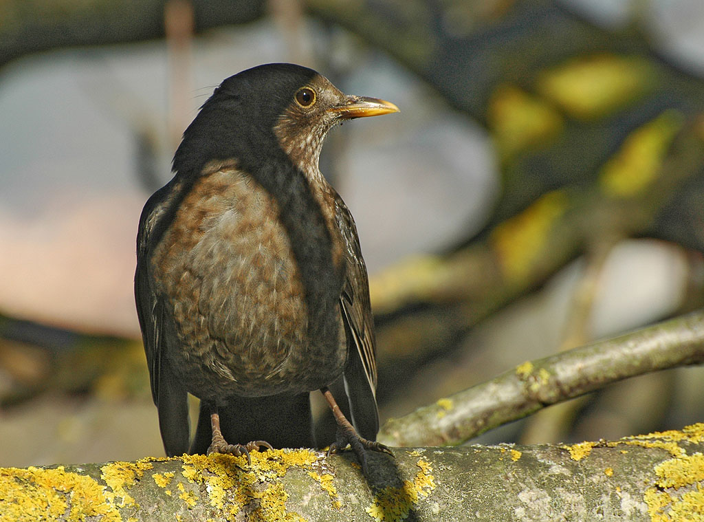 DSC 9249 Amsel 1024 8