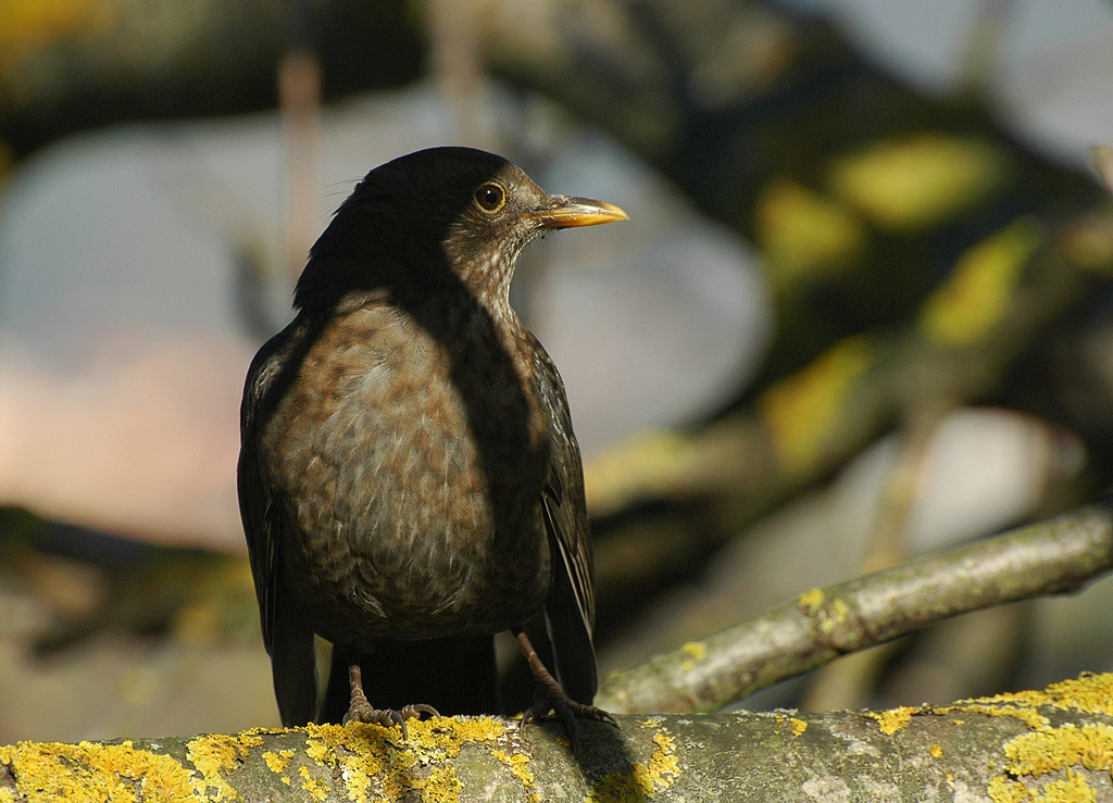DSC 9250 Amsel 1024 oK 9