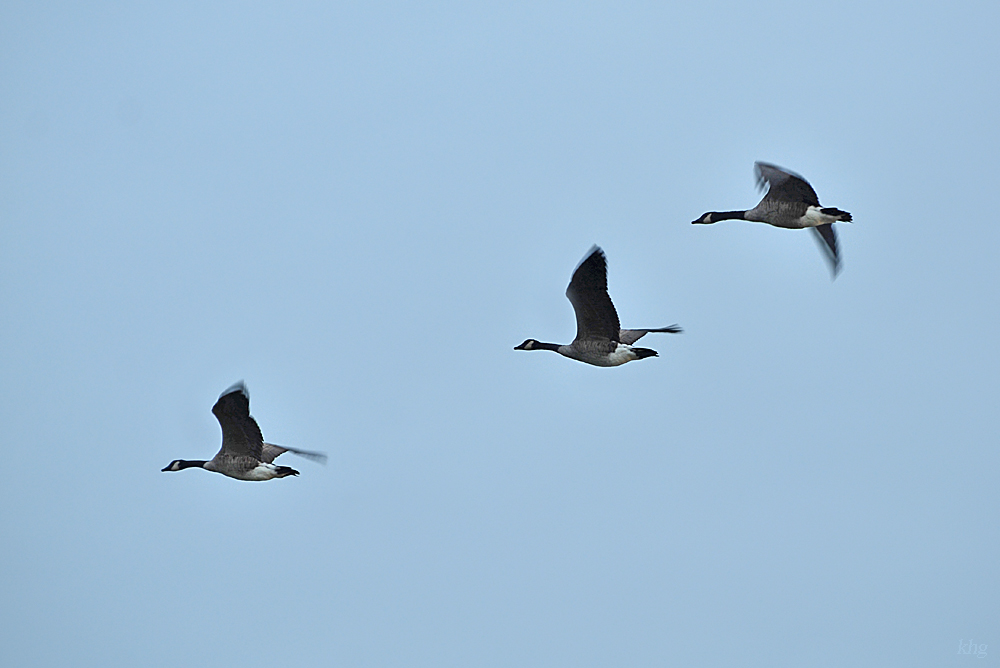 DSC 9250 khg