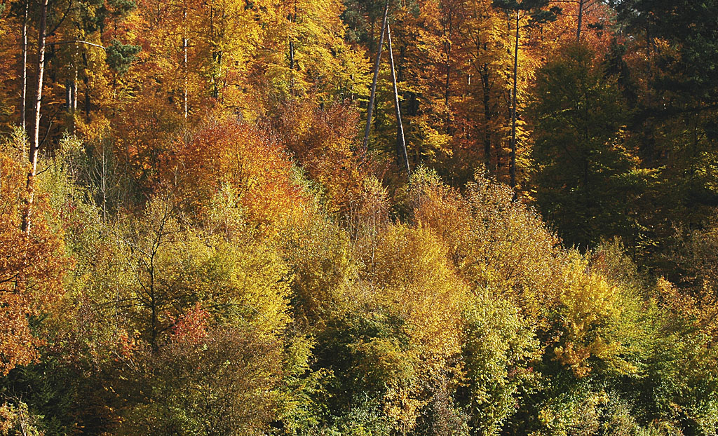 DSC 9261 Herbst Nö 1024