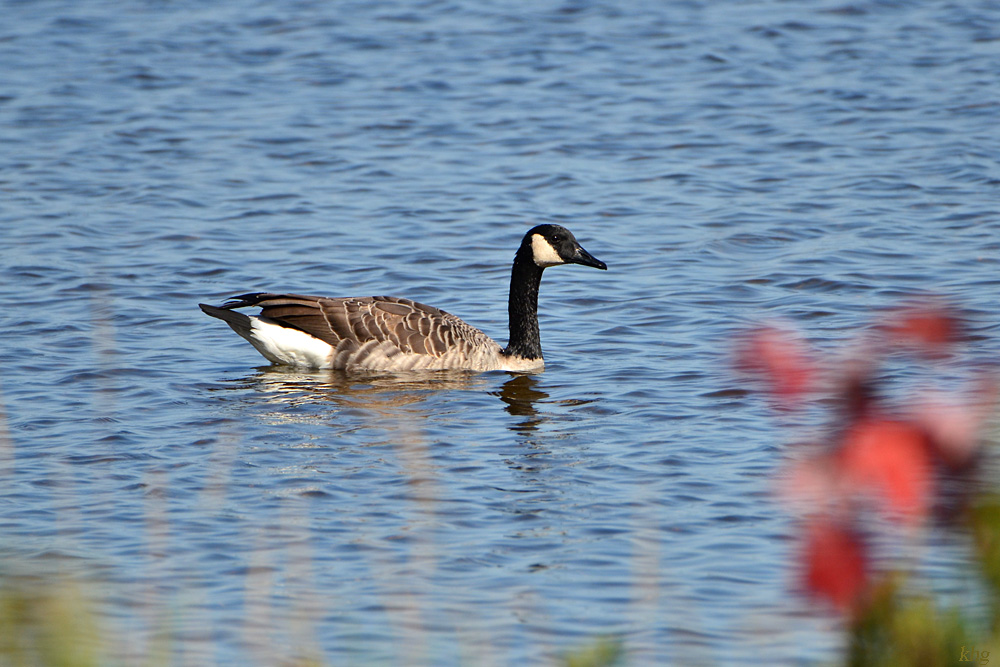 DSC 9277 Gans