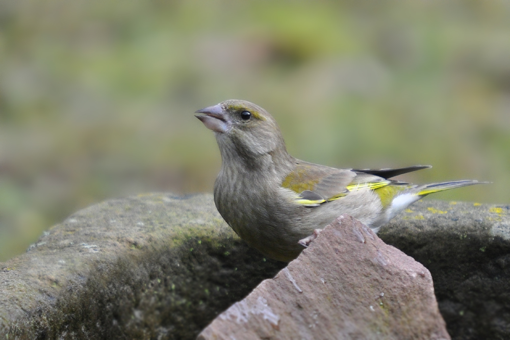 DSC 9279 khg