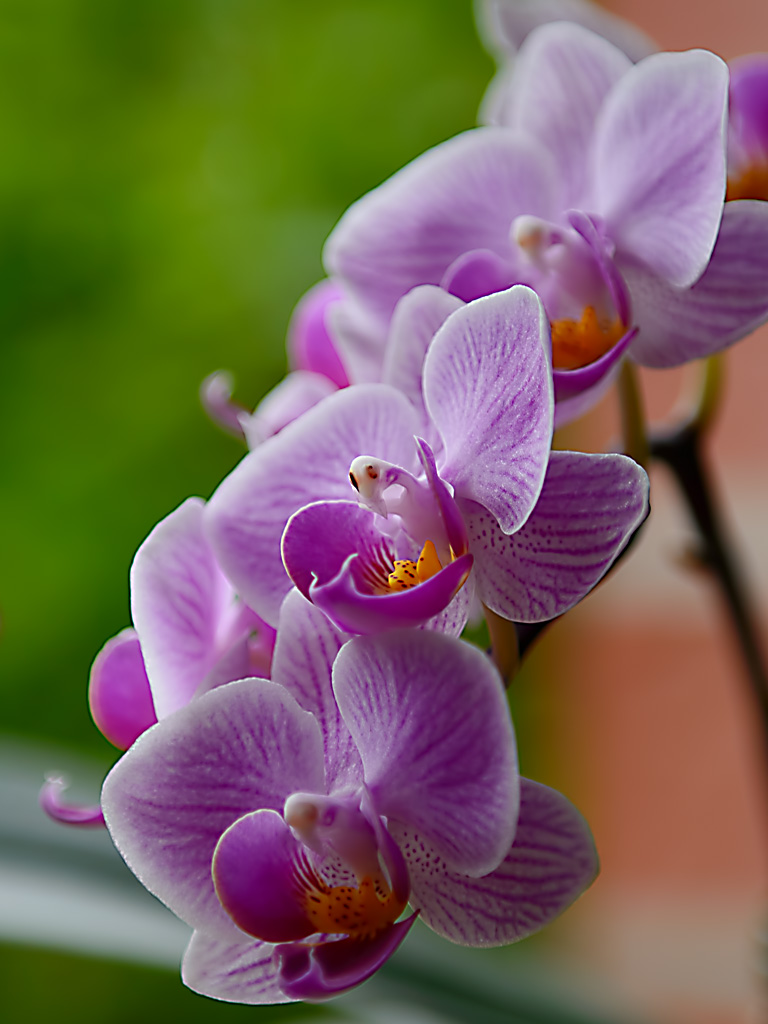 DSC 9283 Orchidee