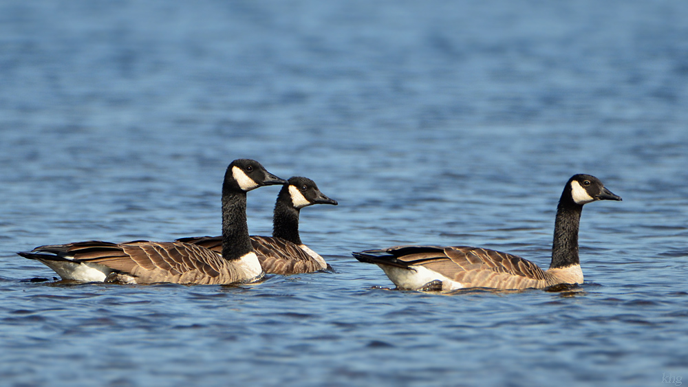 DSC 9290 Gans