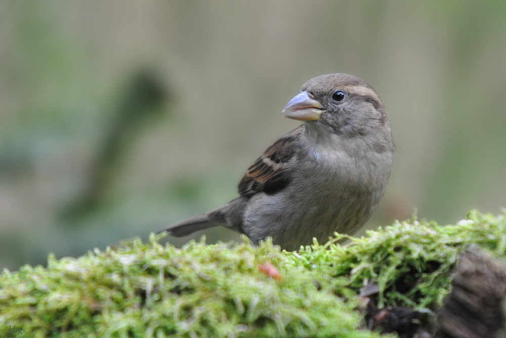 DSC 9296 khg