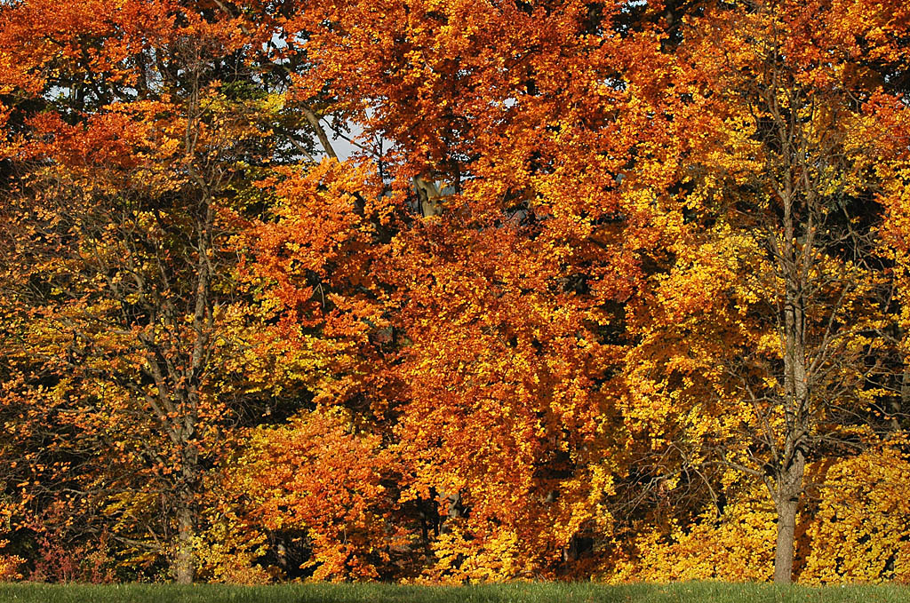 DSC 9299 Herbst Nö 1024