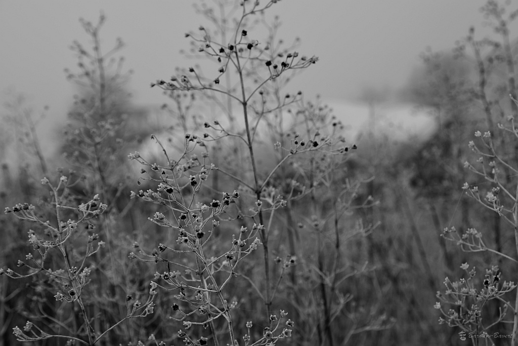 DSC 9304sw