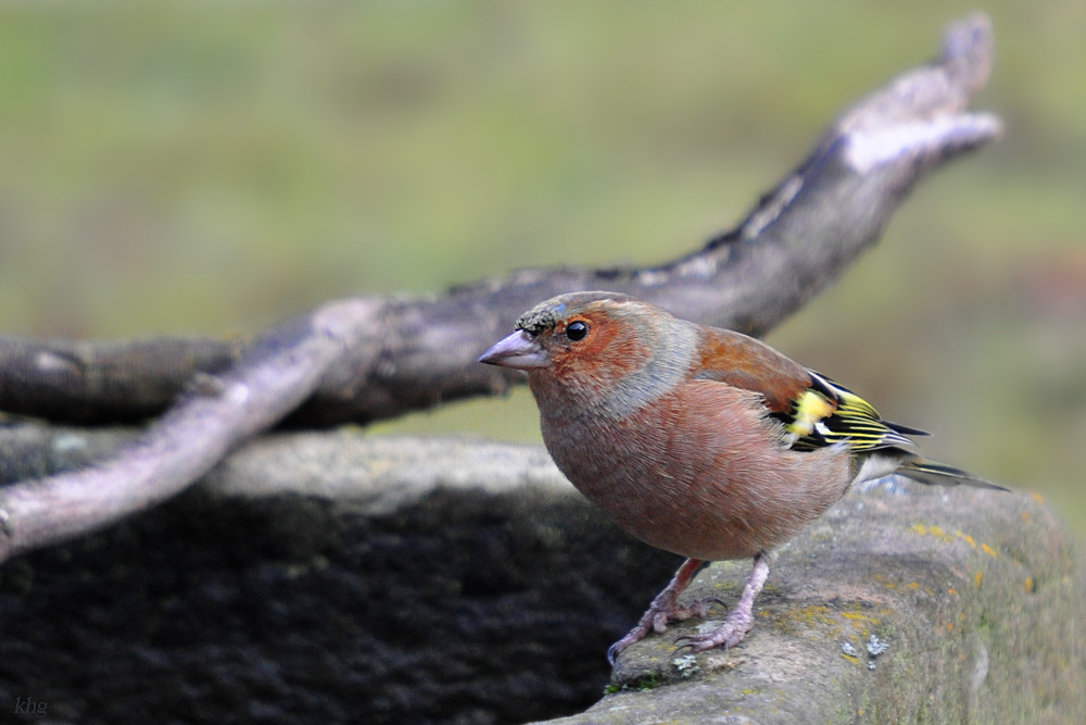 DSC 9314 khg