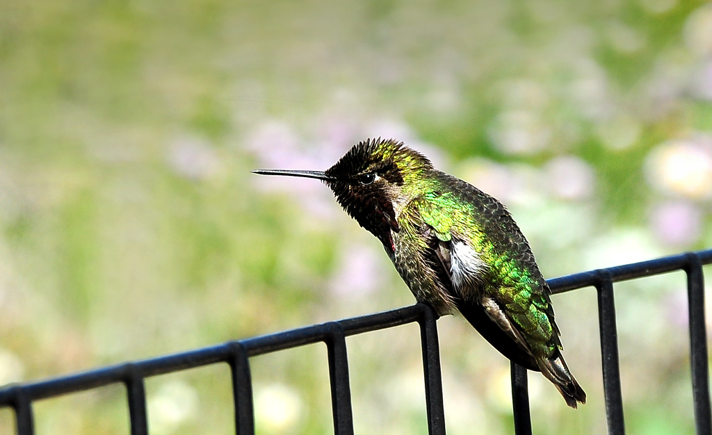 DSC 9344 Kolibri 1000