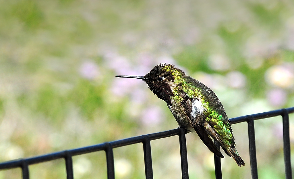 DSC 9345 Kolibri 1000