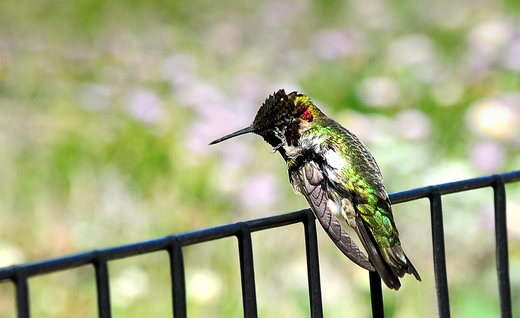 DSC 9347 Kolibri 1000