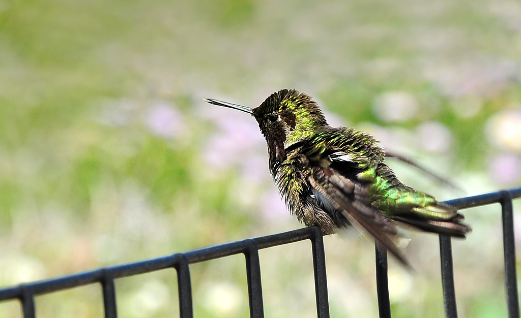 DSC 9354 Kolibri 1000
