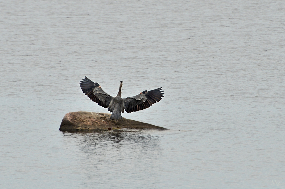 DSC 9393 khg
